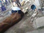 detik-detik-jagal-sapi-asal-cianjur-meninggal-dunia-saat-hendak-menyembelih-hewan-kurban.jpg