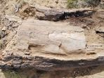 fosil-terbesar-angiosperma-ditemukan-di-utah_20180928_125713.jpg