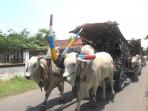 gerobak-sapi_20161108_230233.jpg