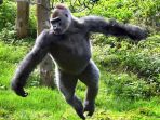 gorila-di-inggris-ini-malah-gemar-menari-dan-ditonton-orang_20170510_141112.jpg