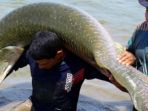 hanya-dalam-empat-hari-warga-tangkap-13-ekor-arapaima-di-aliran-sungai-brantas_20180629_135317.jpg