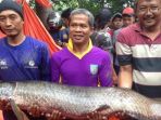 ikan-arapaima-gigas_20180629_144139.jpg