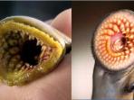ikan-lampreys1_20160523_192705.jpg