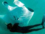 ikan-pari-manta-yang-minta-tolong-ke-penyelam-untuk-mencabut-pengait-besi-di-matanya.jpg