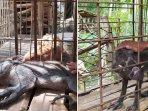 inilah-penampakan-babi-hutan-aneh-yang-miliki-kaki-tak-lazim.jpg