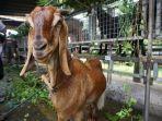 kambing-jawa-randu-khas-magelang.jpg
