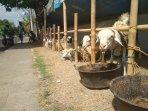 kambing-kurban-dijual-mulai-harga-rp-18-juta.jpg