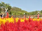 kebun-bunga-celosia-gunungkidul.jpg
