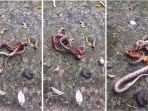 kelabang-vs-ular_2_20181024_093338.jpg