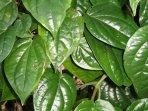 khasiat-daun-sirih.jpg