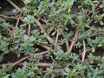 khasiat-tanaman-krokot-atau-portulaca-oleracea_2.jpg
