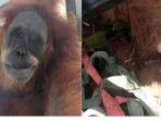 kisah-tragis-orangutan-hope-di-aceh-tubuhnya-kritis-setelah-diberondong-74-peluru-dan-bayinya-mati.jpg