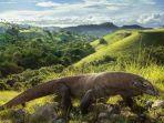 komodo-reptil-besar-yang-hanya-ada-di-indonesia.jpg