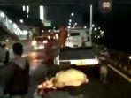 kronologi-sapi-kurban-tertabrak-taksi-di-tol-tomang-langsung-disembelih-pemilik-karena-luka-parah.jpg