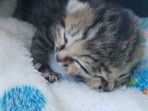 kucing-ini-miliki-2-mulut_20171224_174832.jpg
