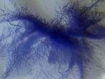 laba-laba-berbulu-dengan-warna-biru-tertangkap-berjalan-di-daratan-mars.jpg