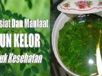 manfaat-daun-kelor-menurut-penelitian-turunkan-kadar-gula-darah-peradangan-hingga-kolesterol.jpg