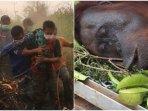 mengenaskan-sepasang-orangutan-terjebak-karhutla-kondisinya-lemas-dan-kena-peluru-senapan-angin.jpg