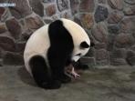 panda-kembar_cina_20150810_124041.jpg