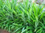 pandan_20170404_222150.jpg