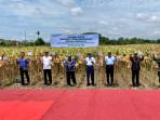 panen-raya-jagung-panagkaran-di-Bantul.jpg
