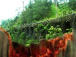 panorama-alam-yang-menawan-di-sekitar-jembatan-plunyon2_20170629_122800.jpg