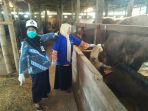 pemkab-magelang-terjunkan-tim-pastikan-hewan-kurban-bebas-penyakit_20180809_145434.jpg