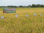 penampakan-tanaman-padi-rojolele-jenis-srinuk-di-desa-kahuman.jpg
