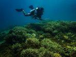 penyelam-berada-di-atas-hamparan-terumbu-karang-di-laut-petta-kepulauan-sangihe.jpg
