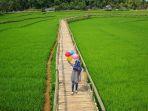 persawahan-songgo-langit-sukorame-bantul.jpg