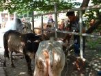 persediaan-hewan-kurban-di-sleman-aman_20180810_112915.jpg