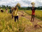 petani-di-Karangtengah-Gunungkidul-panen-padi.jpg