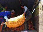 petani-jagung-di-area-persawahan-manding-bantul.jpg
