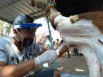 petugas-pengulitan-hewan-kurban-warga-ldii-memakai-masker-dan.jpg