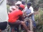 piton-raksasa-berbobot-100-kilogram-tak-bisa-bergerak-seusai-lahap-babi-hutan.jpg