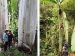 pohon-pisang-raksasa_20180130_072207.jpg