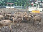 puluhan-ekor-rusa-timor-atau-cervus-timorensis-yang-ditangkar-di-kompleks.jpg