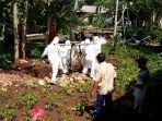 puskeswan-saat-mengubur-sapi-milik-warga-desa-ngeposari.jpg