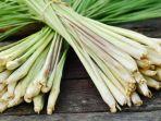 resep-jsr-detoks-tubuh-dengan-serai-dan-pare.jpg
