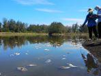 ribuan-ikan-mati-dlh-diy-turun-lapangan-cek-kondisi-air-laguna-trisik.jpg
