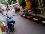 sapi-berlari-dari-arah-pertigaan.jpg