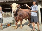 sapi-jenis-simental-milik-muhammad-sofyan-35-warga-dusun-tosari.jpg