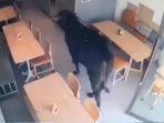 sapi-masuk-kedalam-melewati-pintu-kafe-kaca.jpg