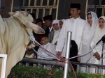 sapi-sby.jpg