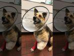 seekor-anjing-bernama-zoe-yang-memakan-kakinya-sendiri-agar-bertahan-hidup.jpg