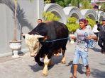 si-black-sapi-kurban-asal-sleman-yang-dibeli-presiden-jokowi-mandi-dua-kali-sepekan.jpg