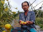 slamet-petani-tomat-di-lahan-pasir-desa-srigading-sanden.jpg