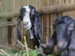 susu-ternak-kambing_1_20170402_073010.jpg