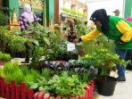 tampilan-kebun-sayur-indoor-milik-kelompok-tani-kemuning-pringgokusuman.jpg