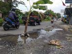 tanam-pohon-pisang-di-jalan.jpg